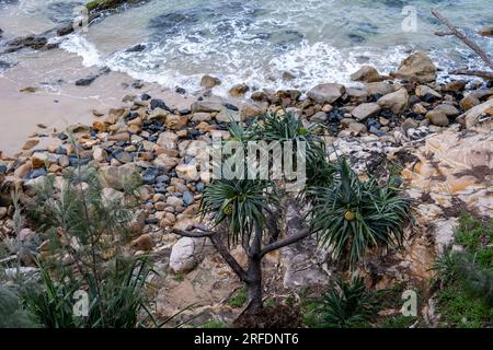 Wellen am Coolum Beach an der Sunshine Coast Queensland Stockfoto