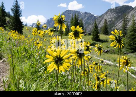 Im Green River Valley, Wind River Range, Bridger Wilderness und Wyoming blühen die Köpfe der Eulenkrallen Stockfoto