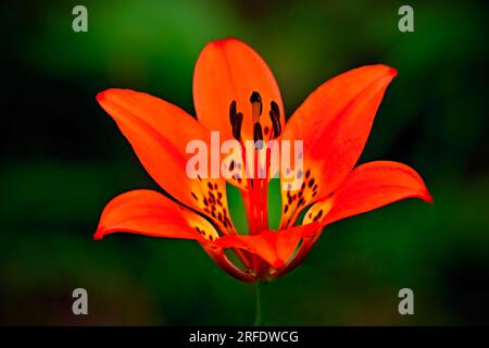 Eine wilde Holzlilie (Lilium philadelphicum); auf dunkelgrünem Hintergrund, der auf dem Waldboden steht Stockfoto