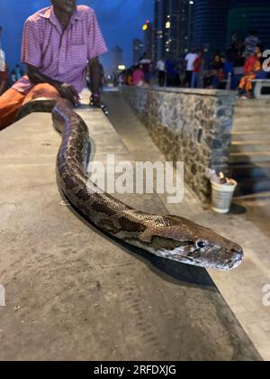 Reptilien in Sri Lanka in der Wildnis, besuchen Sie Sri Lanka. Stockfoto