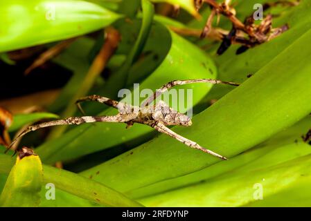 Ronnous Net-Casting Spider, Deinopsis subrufa, Ogre-Faced Spider, Wild, Malanda, Australien. Stockfoto