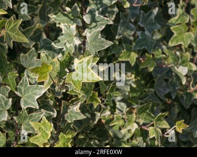 efeu-Pflanze Bltter bunt hedera Helix Nahsicht mit Sonnenlicht Im Freien  Stockfotografie - Alamy