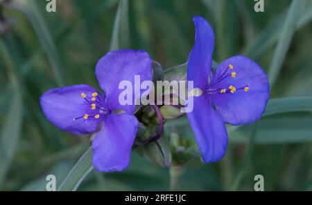 im Lake Phalen Regional Park in Maplewood, Minnesota, USA, blüht im Frühling eine hübsche, lilafarbene Spinnenwürze in tradescantia. Stockfoto