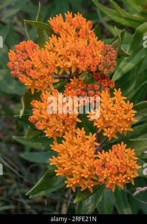 Wunderschönes orangefarbenes Milchkraut mit Schmetterlingen, Asclepias tuberosa, gebräuchlicher Name Schmetterlingskraut aufgrund anziehender Schmetterlinge, an einem Frühlingsmorgen. Stockfoto