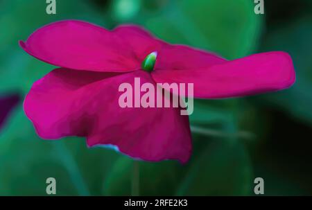 Die Blüte eines leuchtend roten Impatiens an einem Sommertag in Taylors Falls, Minnesota, USA. Stockfoto