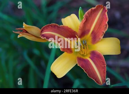 Der schöne frans, hemerocallis, lebt tagsüber in einem Sommergarten in St. Joseph's Catholic Church in Taylors Falls, Minnesota, USA. Stockfoto