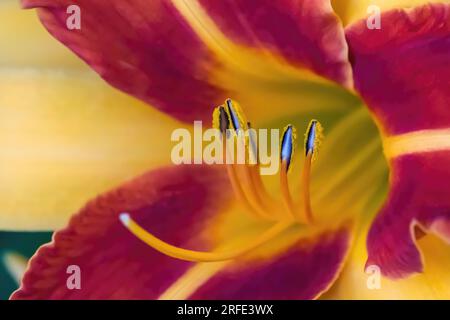 Nahaufnahme eines schönen frans, hemerocallis, in einem Sommergarten in St. Joseph's Catholic Church in Taylors Falls, Minnesota, USA. Stockfoto