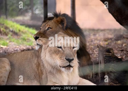 Die Löwin ist kleiner als der Löwe Stockfoto