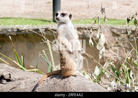 Erdmännchen sind extrem süß, mit buschigem, braun gestreiftem Fell, einem kleinen, spitzen Gesicht, Und große Augen umgeben von dunklen Flecken. Stockfoto