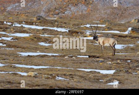 Tibetische Antilope auf schneebedeckten Bergen Stockfoto