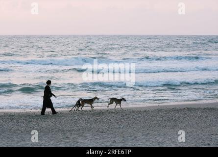 Ein Hund, der auf dem Meer läuft Stockfoto