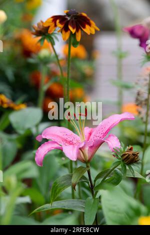 Lilium orientalis. Orientalische rosa Lilienblume in einem englischen Garten. UK Stockfoto