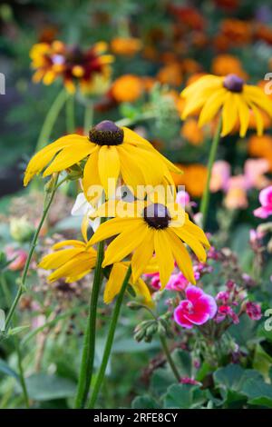 Rudbeckia. Coneflowers an einer englischen Gartengrenze. UK Stockfoto