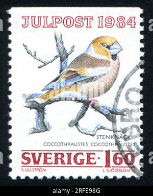 SCHWEDEN - CA. 1984: Von Schweden gedruckter Stempel zeigt Hawfinch, ca. 1984 Stockfoto