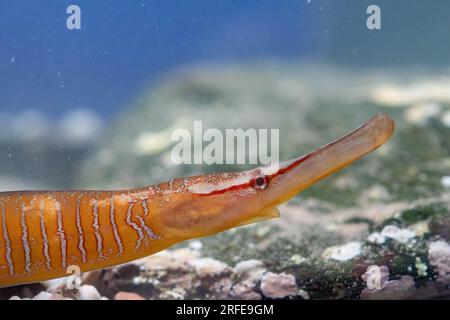 Schlangenpfeifenfisch-Kopfschuss in einem Aquarium Stockfoto