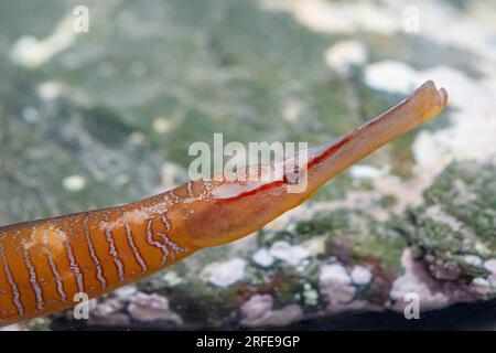 Schlangenpfeifenfisch-Kopfschuss in einem Aquarium Stockfoto