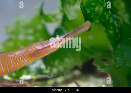 Schlangenpfeifenfisch-Kopfschuss in einem Aquarium Stockfoto