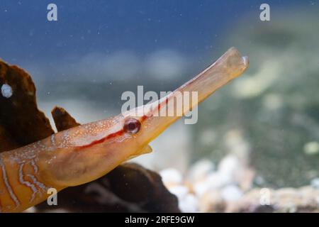 Schlangenpfeifenfisch-Kopfschuss in einem Aquarium Stockfoto