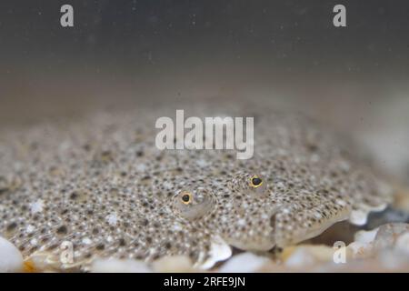 Steinbutt auf dem Meeresboden auf Sand Stockfoto