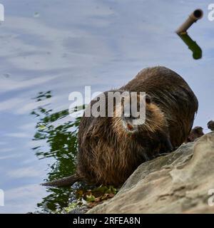 Coypu, Bisamratten, am Ufer eines Teiches Stockfoto