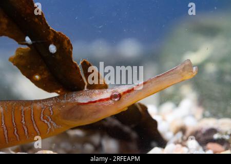 Schlangenpfeifenfisch-Kopfschuss in einem Aquarium Stockfoto