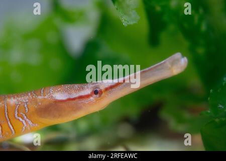 Schlangenpfeifenfisch-Kopfschuss in einem Aquarium Stockfoto