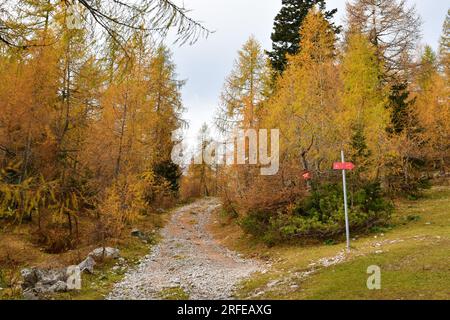 Wanderweg führt durch einen goldenen Lärchenwald in Zelenica im Karavanke-Gebirge, Slowenien mit einem roten Schild mit der Aufschrift Vrtača und Stol Stockfoto