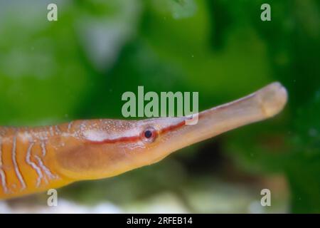 Schlangenpfeifenfisch-Kopfschuss in einem Aquarium Stockfoto