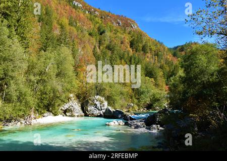Türkisfarbener Soca-Fluss im Trenta-Tal, Primorska, Slowenien, mit Hängen, die sich über dem gelben und roten Herbstwald erheben Stockfoto