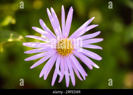Einzelne lila Asterblume vor grünem Hintergrund. Blühende Pflanze aus der Nähe. Stockfoto