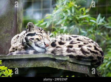 Bewölkter Leopardenwald im Cotswold Wildlife Park and Gardens Stockfoto