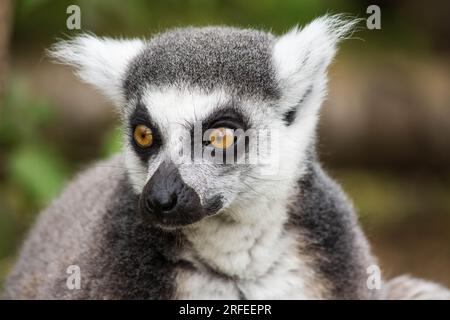 Nahaufnahme eines Lemurs im Cotswold Wildlife Park and Gardens Stockfoto