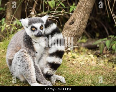 Ein einzelner Lemurenringschwanz im Cotswold Wildlife Park and Gardens Stockfoto