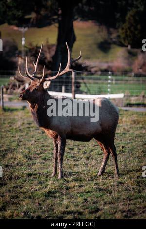 Ein Reh, das stolz auf einem Wiesenfeld steht. Das ist ein Hirsch mit einem wunderschönen Geweih Stockfoto