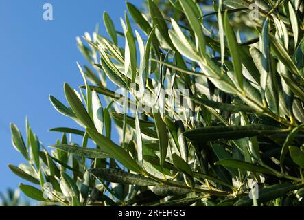 Olivenbaum oder Olea europaea Blätter auf der Baumspitze vor dem blauen Himmel an sonnigen Tagen Stockfoto