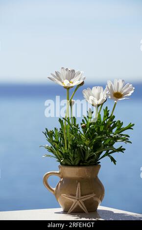 Frühlingsblumen in einer kleinen Vase auf dem Hintergrund des unscharfen blauen Himmels. Sommerkonzept mit Seesternen und blauem Hintergrund. Stockfoto