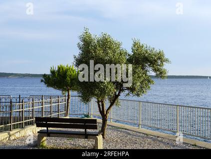 Ein junger Olivenbaum an der Strandpromenade am frühen Sommerabend Stockfoto