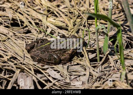 Der Frosch Rana ridibunda pelophylax ridibundus sitzt auf Steinen am Ufer des Gartenteichs. Unscharfer Hintergrund. Selektiver Fokus. Frühlingsgarten. N Stockfoto