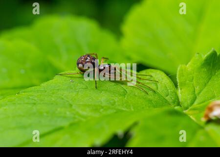 Makroaufnahme der Metellina-Spinne auf grünem Blatt, Tierwelt in natürlicher Umgebung. Stockfoto