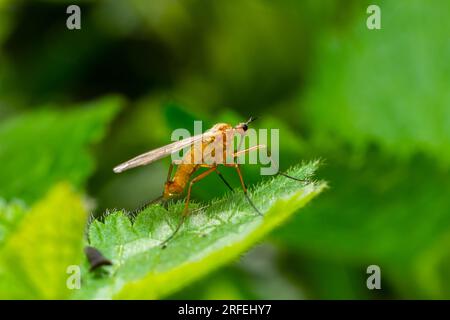 Gelber Fliegenskorpion auf einem Grashalm in einer natürlichen Umgebung, Wald, Sommersonne. Stockfoto