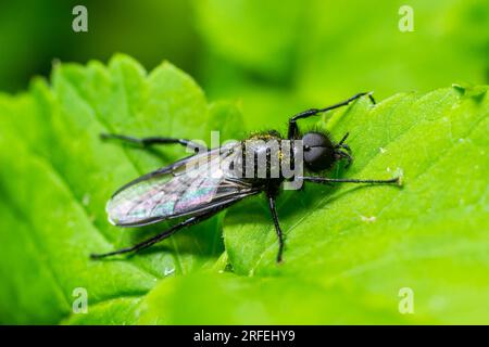 Bibio marci ist eine Fliege aus der Familie Bibionidae, genannt Märzfliegen und Wanzen. Larven dieser Insekten leben im Boden und beschädigten Pflanzenwurzeln. Stockfoto