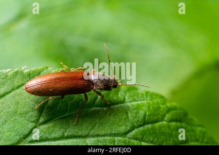 Nahaufnahme eines braunen, haarigen, klickenden Käfers, Athous haemorrhoidalis, der auf einem grünen Blatt im Wald sitzt. Stockfoto