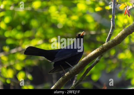 Männlicher Blackbird Turdus Merula, hoch oben auf einem Ast eines Baumes. Stockfoto