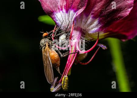 Empis tesselata Tanz Fliegen Sie auf einer Pflanze. Stockfoto