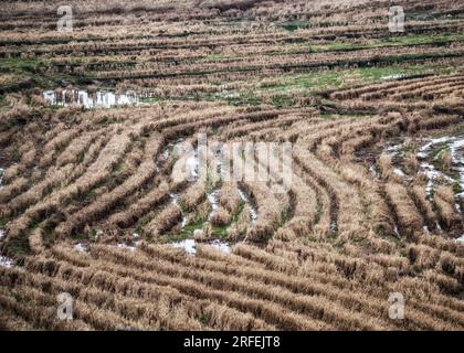 Luftaufnahme von gekrümmten Mustern in einem geernteten Reisfeld in Poyang, Jiangxi, China. Ländliche Agrarlandschaft mit Schlammwasser und trockenem Stroh. Stockfoto