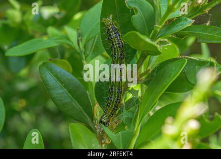 Nahaufnahme einer Kastenmotte (Cydalima perspectalis), die an den Blättern eines Kastenbaums hängt Stockfoto