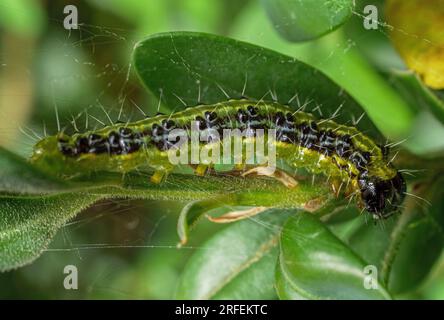 Nahaufnahme einer Kastenmotte (Cydalima perspectalis), die an den Blättern eines Kastenbaums hängt Stockfoto