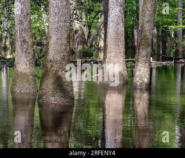 Weißkopfzypresse und tupelo Trees am Boardwalk Trail im Congaree National Park, South Carolina. Stockfoto