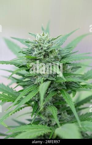 Eine Nahaufnahme einer Cannabis-Sativa-Pflanze in voller Blüte. Stockfoto