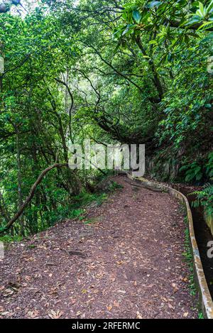 Wanderweg Levada do Furado in der Nähe des Ribeiro Frio auf Madeira Stockfoto